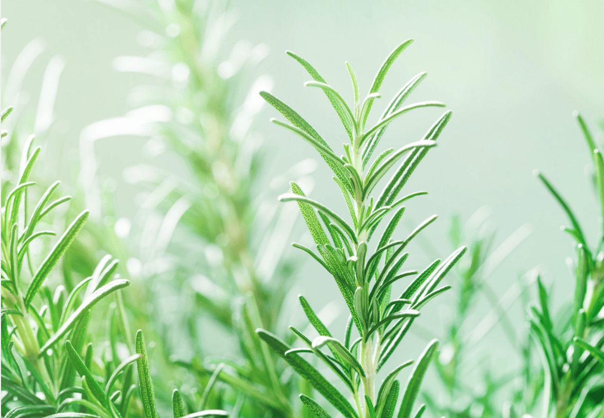 Vườn thảo mộc tại dự án MIDORI PARK The TEN